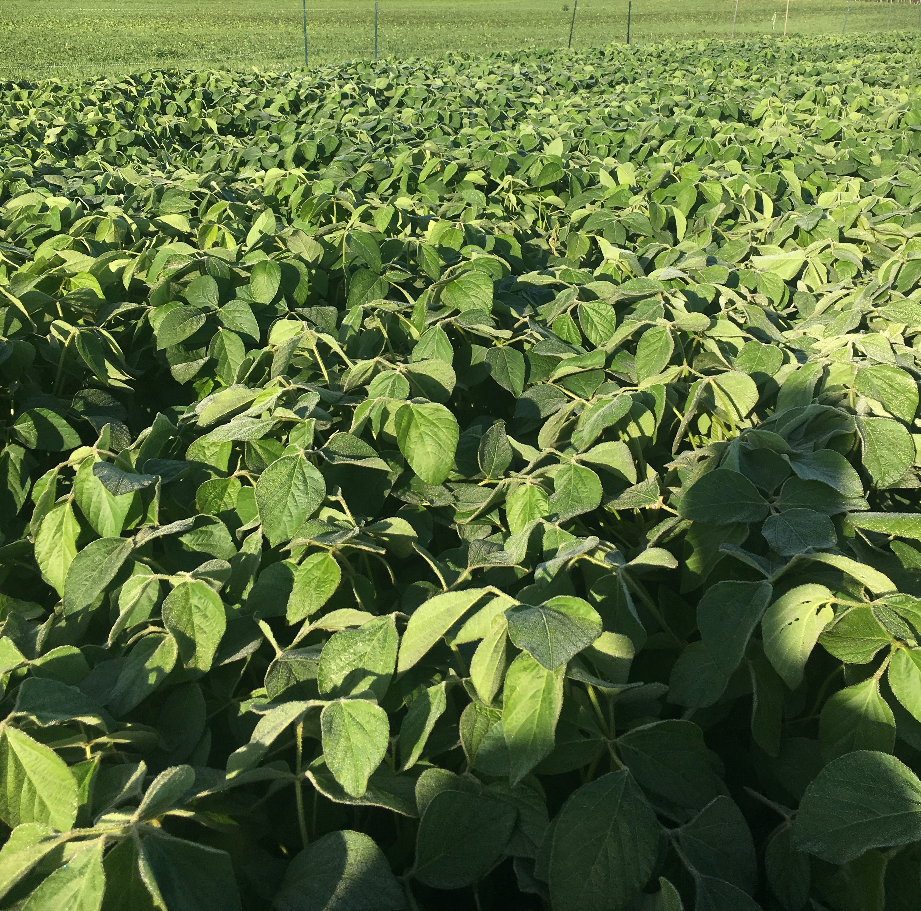 soybeans- Escanaba CROP